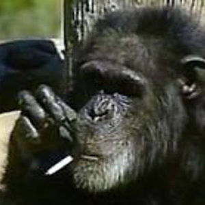 Meet your Posher, Ariel